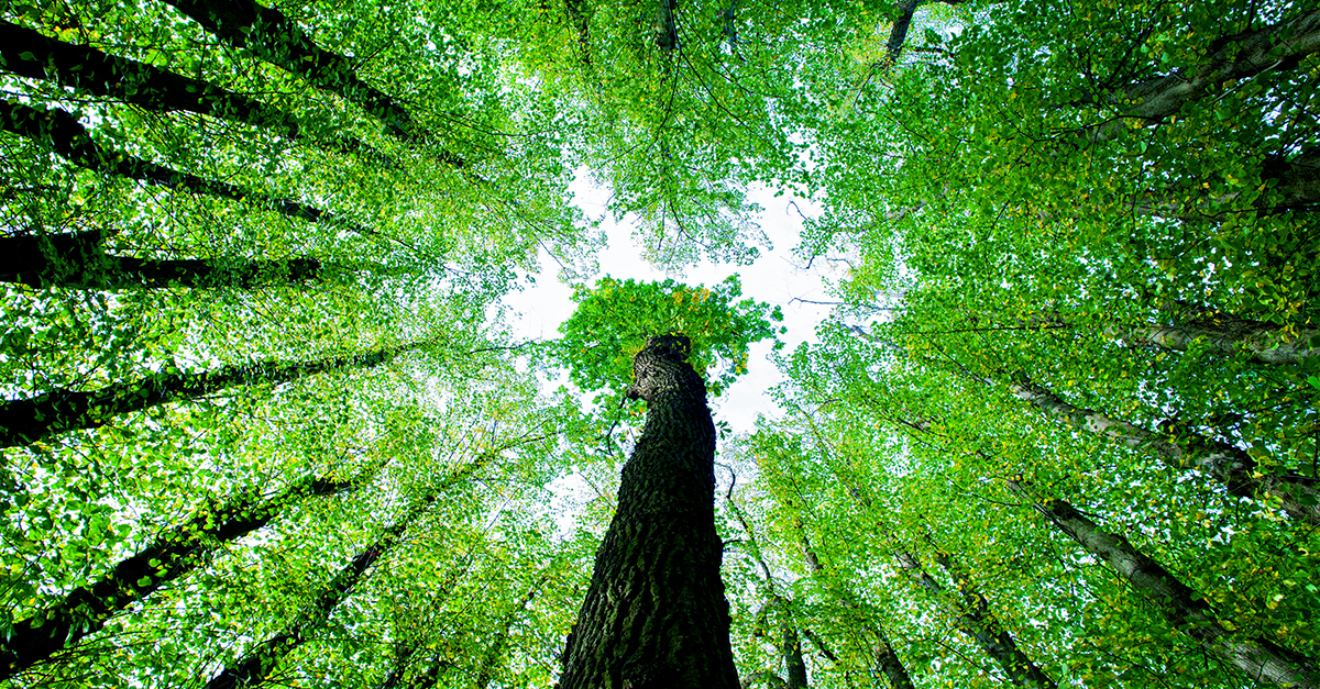 Sustainable growth — MSpark Prime